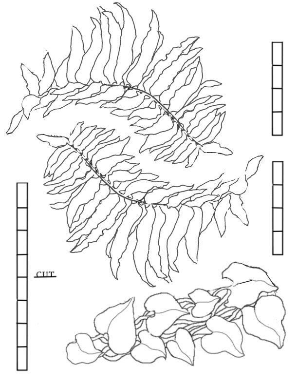fairy garden coloring pages printable - photo #23