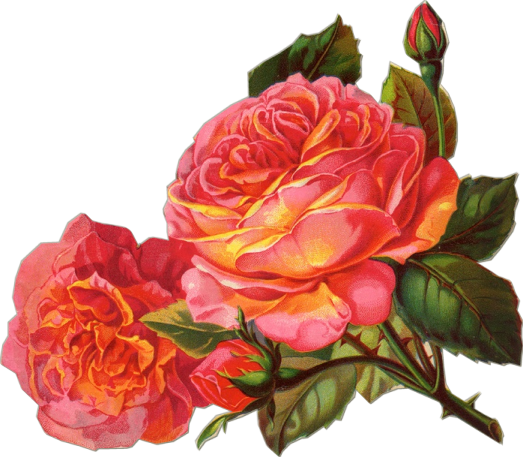 https://blackwidow12.files.wordpress.com/2013/07/deep-pink-rose-sil-si-edu-inconstant-beauty.png