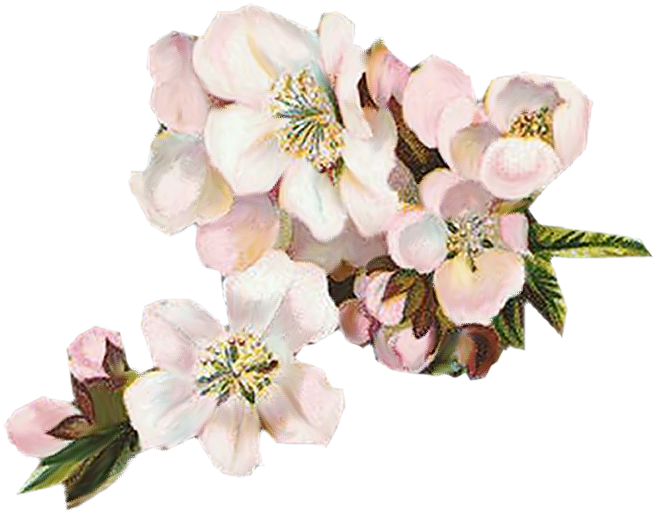 https://blackwidow12.files.wordpress.com/2014/03/apple-blossoms-vintageimages-org.png